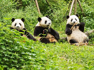 Zdjęcie kierunku: Chengdu